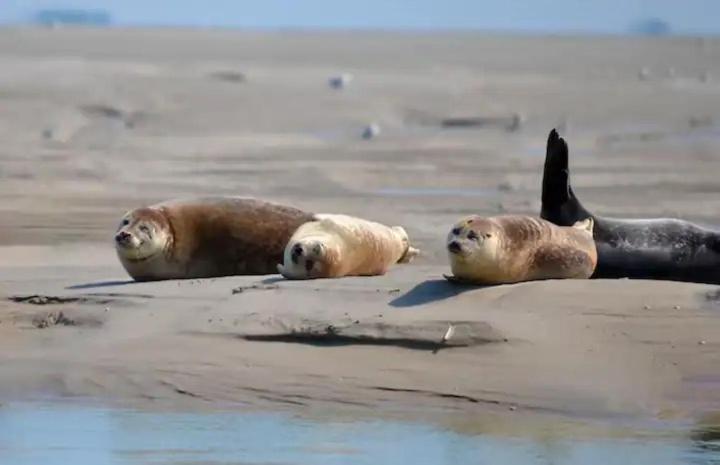 Gite Escale Oceania En Baie De Somme A Ault, 50M De La Mer Bagian luar foto